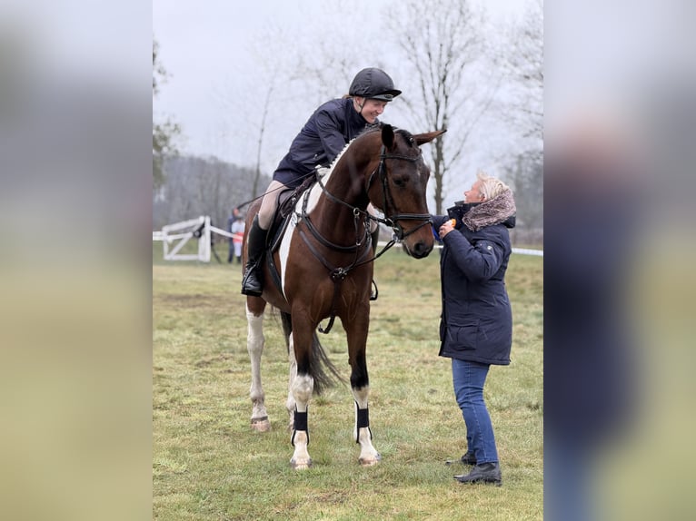 Cheval de sport allemand Hongre 5 Ans 165 cm Pinto in Aulosen