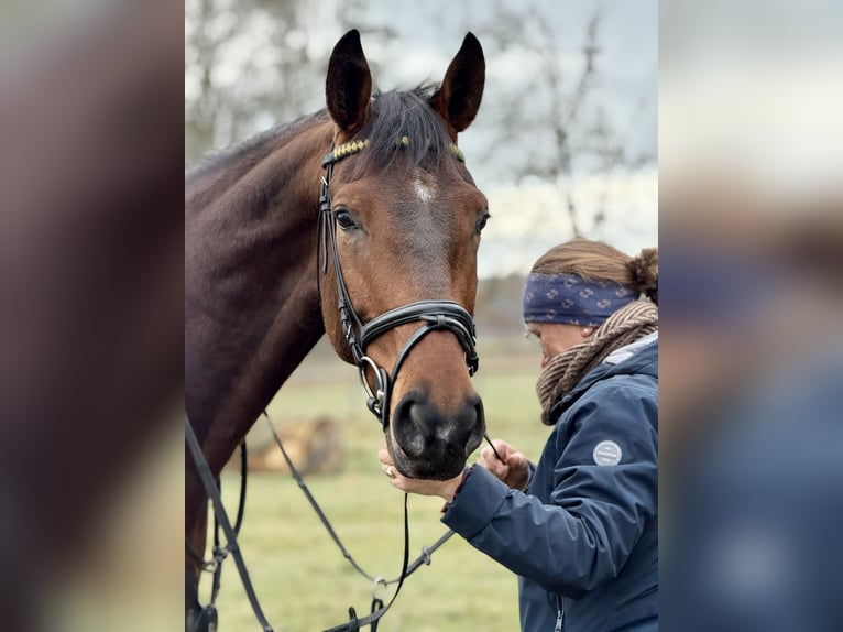 Cheval de sport allemand Hongre 5 Ans 165 cm Pinto in Aulosen