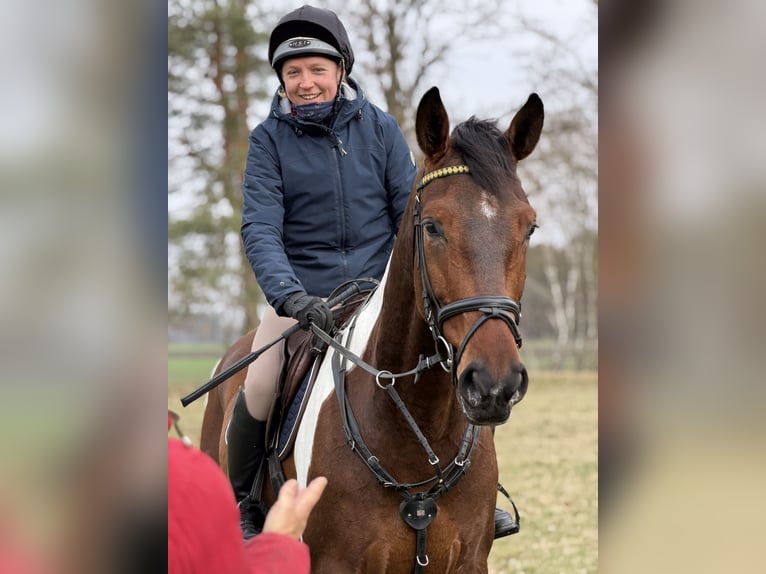 Cheval de sport allemand Hongre 5 Ans 165 cm Pinto in Aulosen