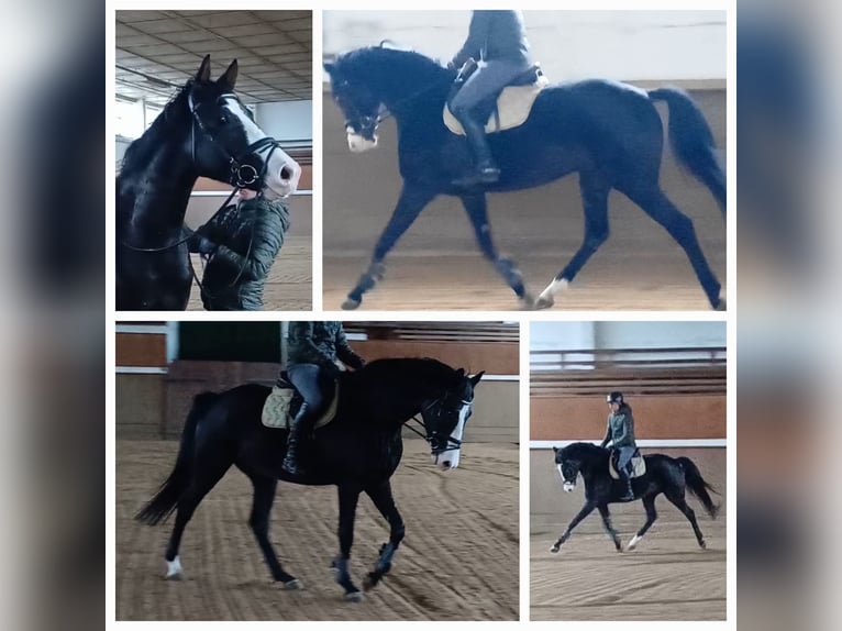 Cheval de sport allemand Hongre 5 Ans 166 cm Bai brun in Neustadt/Dosse