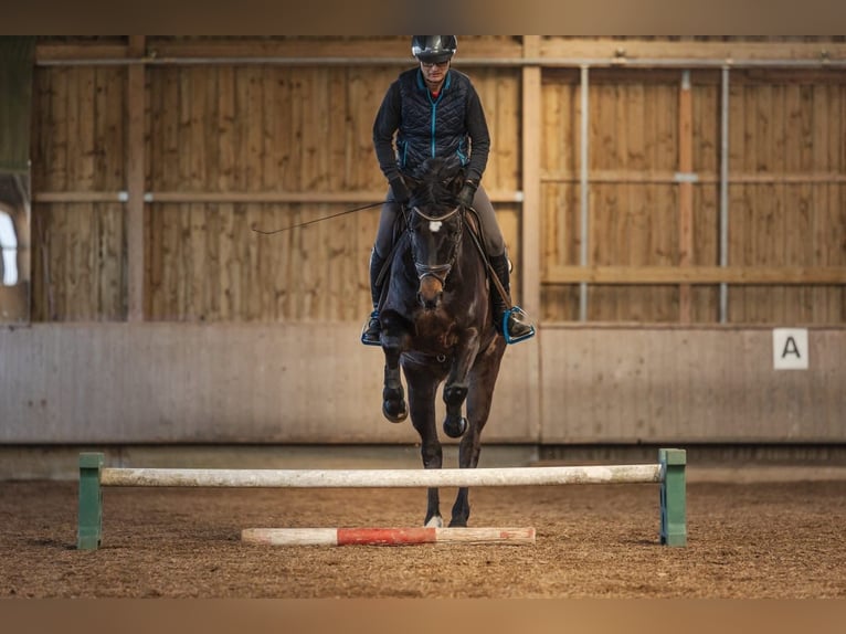 Cheval de sport allemand Hongre 5 Ans 166 cm Bai brun in Neuburg an der Kammel