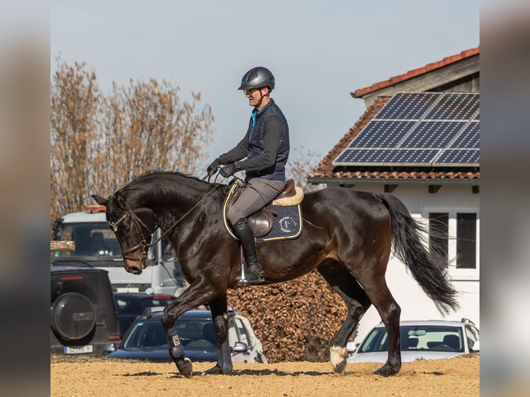 Cheval de sport allemand Hongre 5 Ans 166 cm Bai brun in Neuburg an der Kammel