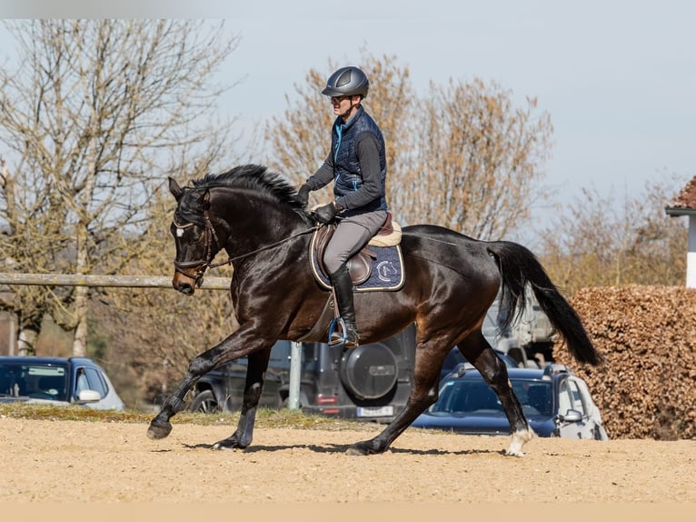 Cheval de sport allemand Hongre 5 Ans 166 cm Bai brun in Neuburg an der Kammel