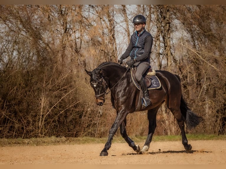 Cheval de sport allemand Hongre 5 Ans 166 cm Bai brun in Neuburg an der Kammel