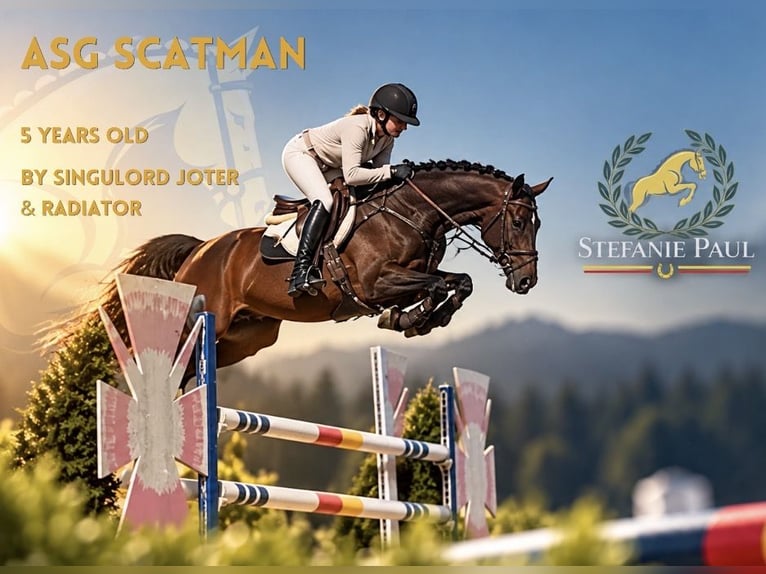 Cheval de sport allemand Hongre 5 Ans 166 cm Bai brun in Altusried