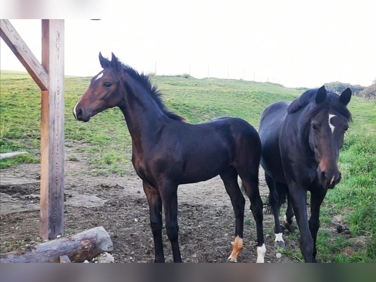 Cheval de sport allemand Hongre 5 Ans 166 cm Bai brun foncé in Ebersberg