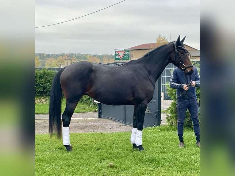 Cheval de sport allemand Hongre 5 Ans 166 cm Bai in Magdeburg
