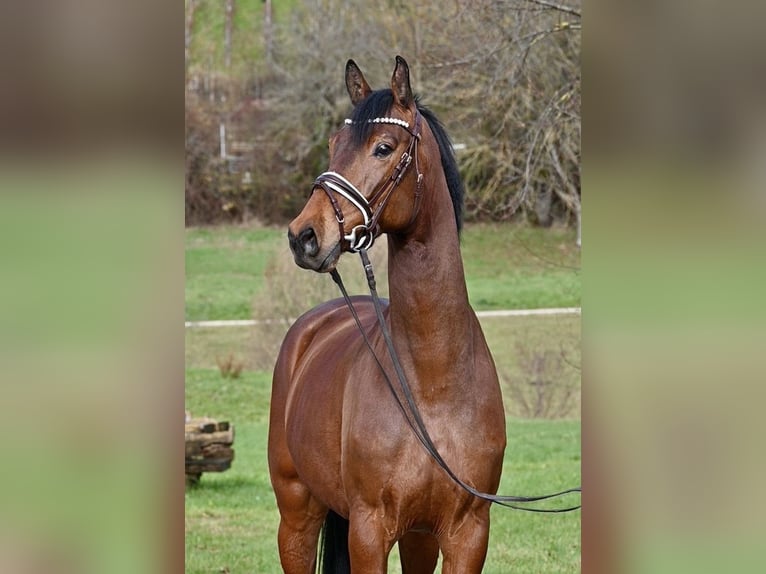 Cheval de sport allemand Hongre 5 Ans 166 cm Bai in Weilheim an der Teck