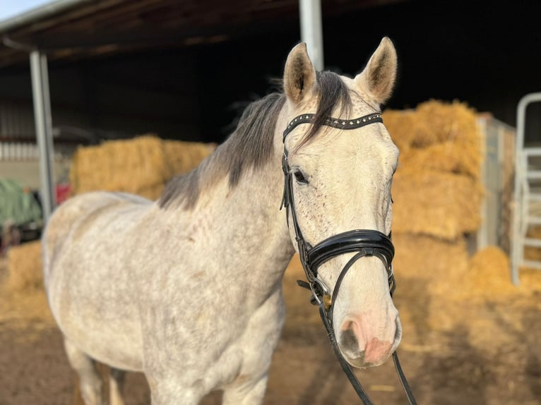 Cheval de sport allemand Hongre 5 Ans 166 cm Gris in Grevenbroich