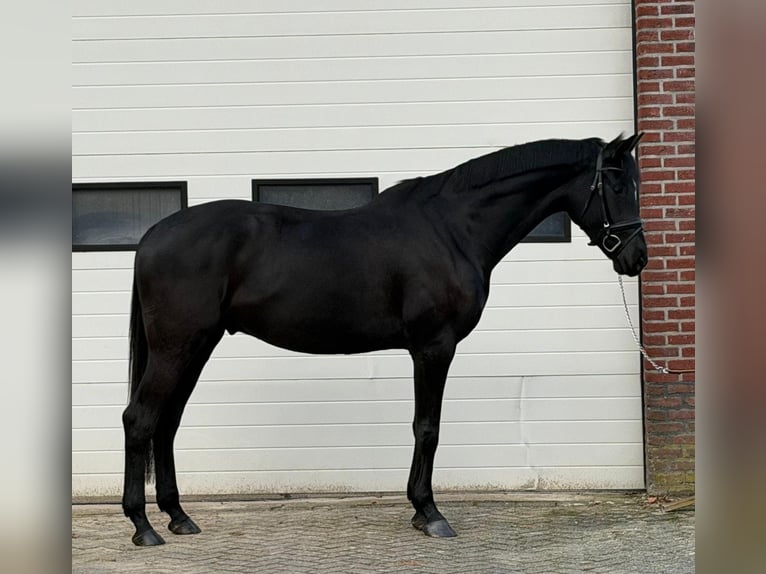 Cheval de sport allemand Hongre 5 Ans 167 cm Bai brun in Someren