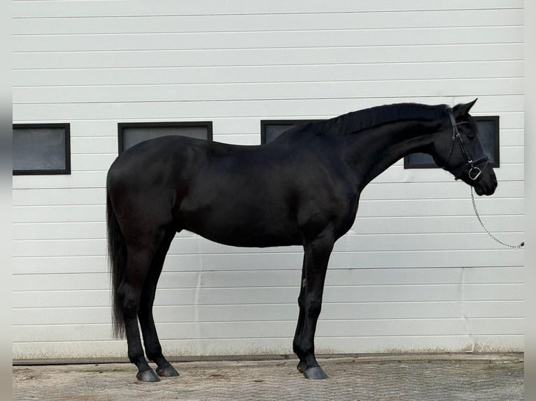 Cheval de sport allemand Hongre 5 Ans 167 cm Bai brun in Someren