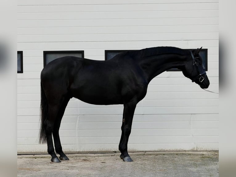 Cheval de sport allemand Hongre 5 Ans 167 cm Bai brun in Someren