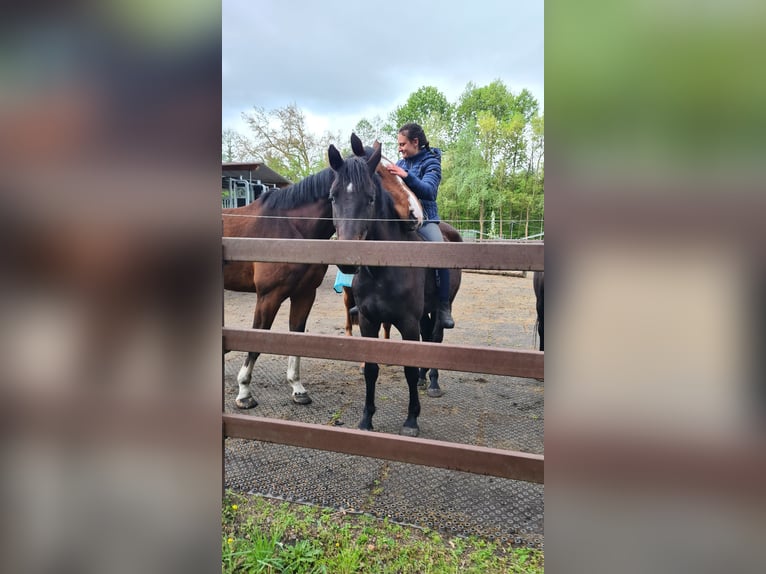 Cheval de sport allemand Hongre 5 Ans 167 cm Bai brun foncé in Neustadt (Dosse)