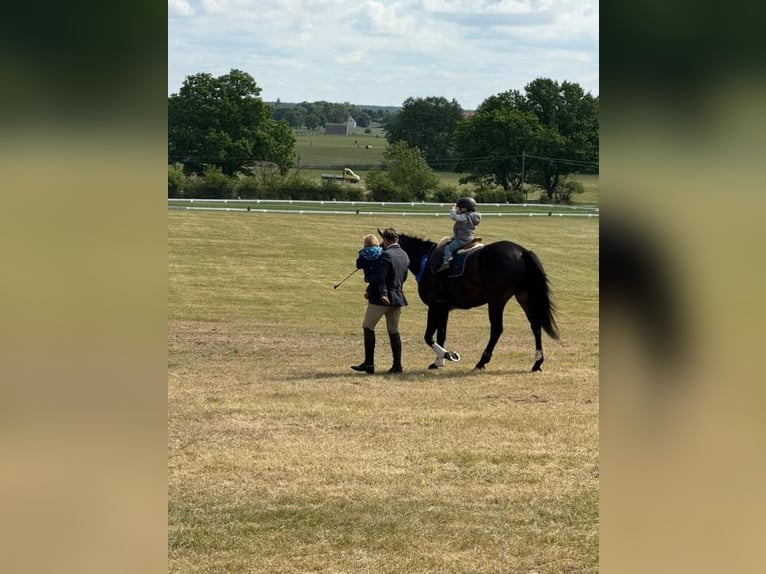 Cheval de sport allemand Hongre 5 Ans 167 cm Bai brun foncé in Neustadt (Dosse)