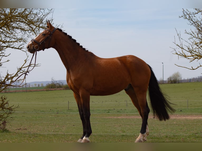 Cheval de sport allemand Hongre 5 Ans 167 cm Bai in Nordhausen