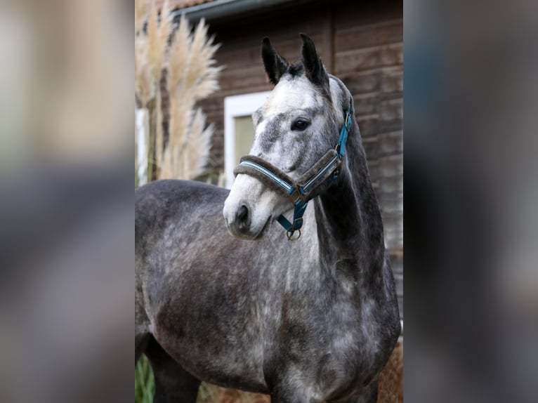 Cheval de sport allemand Hongre 5 Ans 167 cm Gris pommelé in Malschwitz