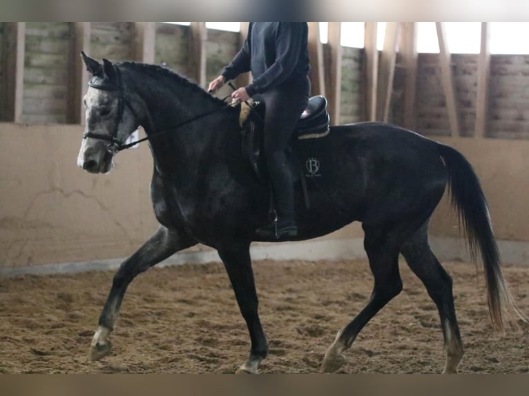 Cheval de sport allemand Hongre 5 Ans 167 cm Gris pommelé in Malschwitz