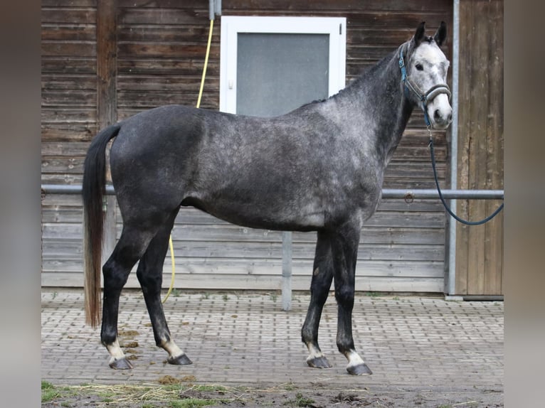 Cheval de sport allemand Hongre 5 Ans 167 cm Gris pommelé in Malschwitz