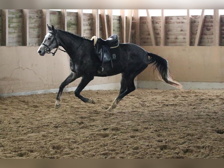 Cheval de sport allemand Hongre 5 Ans 167 cm Gris pommelé in Malschwitz