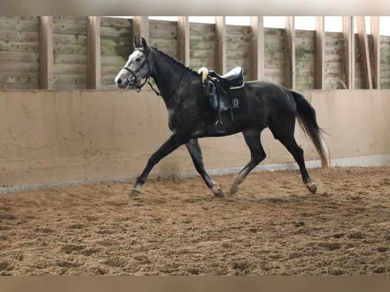 Cheval de sport allemand Hongre 5 Ans 167 cm Gris pommelé in Malschwitz