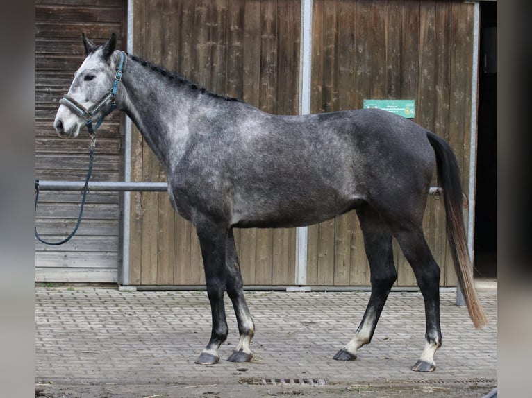 Cheval de sport allemand Hongre 5 Ans 167 cm Gris pommelé in Malschwitz