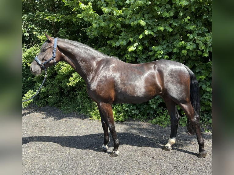 Cheval de sport allemand Hongre 5 Ans 167 cm Noir in Mainhardt