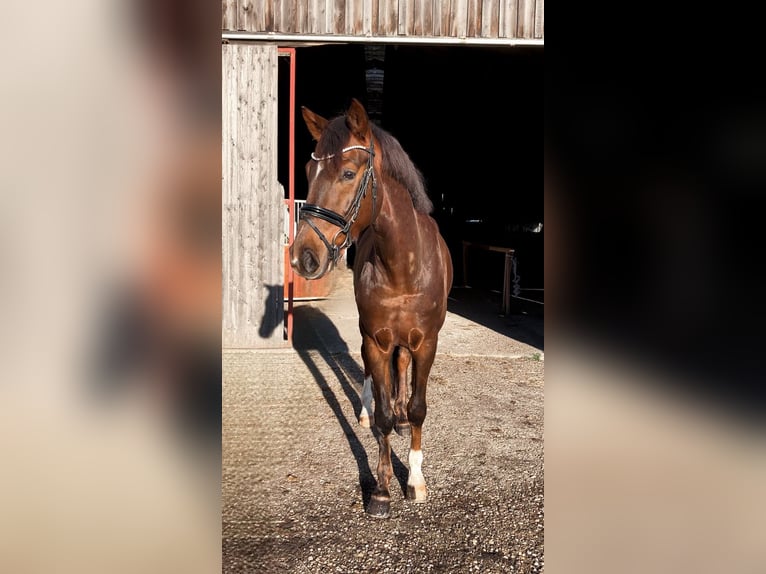Cheval de sport allemand Hongre 5 Ans 168 cm Alezan brûlé in Rochau