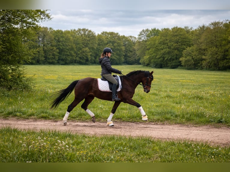 Cheval de sport allemand Hongre 5 Ans 168 cm Alezan brûlé in Rochau