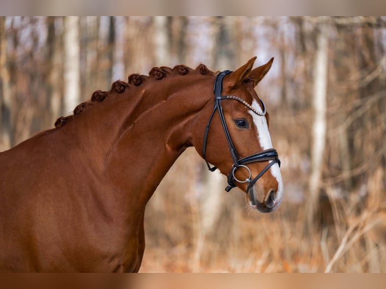 Cheval de sport allemand Hongre 5 Ans 168 cm Alezan in Wehringen