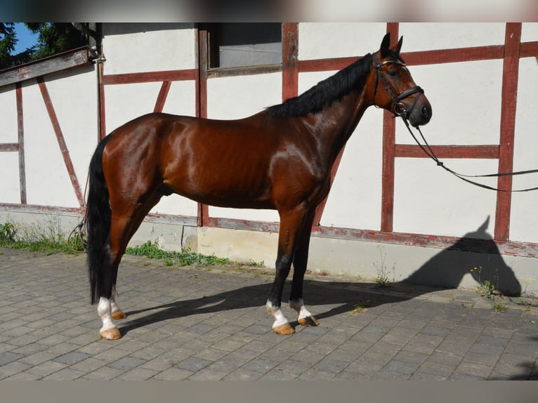 Cheval de sport allemand Hongre 5 Ans 168 cm Bai cerise in Lonsee