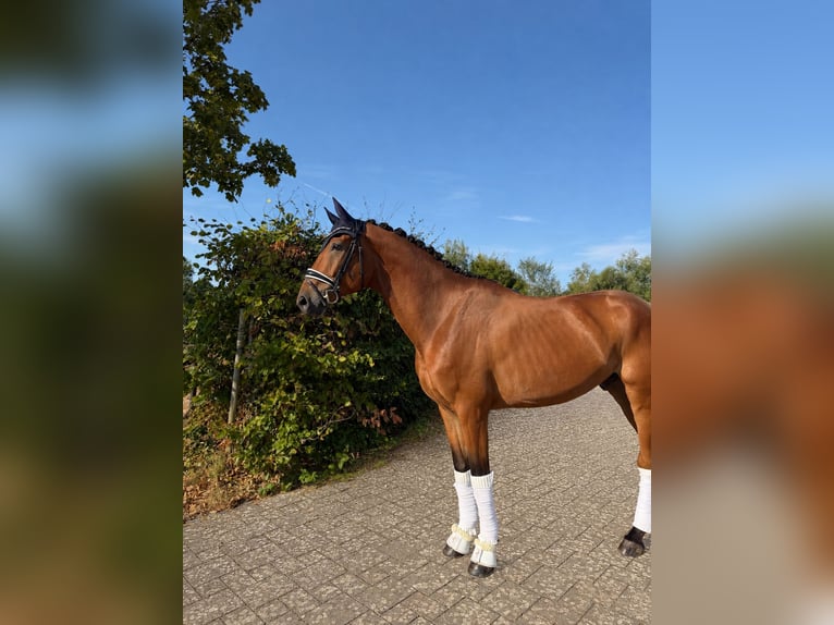 Cheval de sport allemand Hongre 5 Ans 168 cm Bai in Haiger