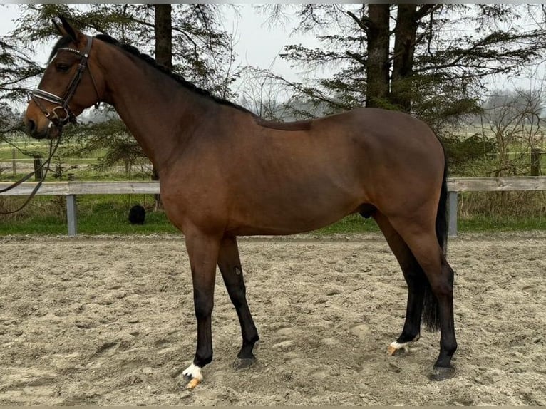 Cheval de sport allemand Hongre 5 Ans 168 cm Bai in Süderlügum