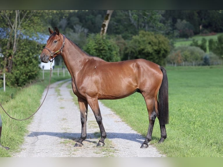 Cheval de sport allemand Hongre 5 Ans 168 cm Bai in Isny im Allgäu