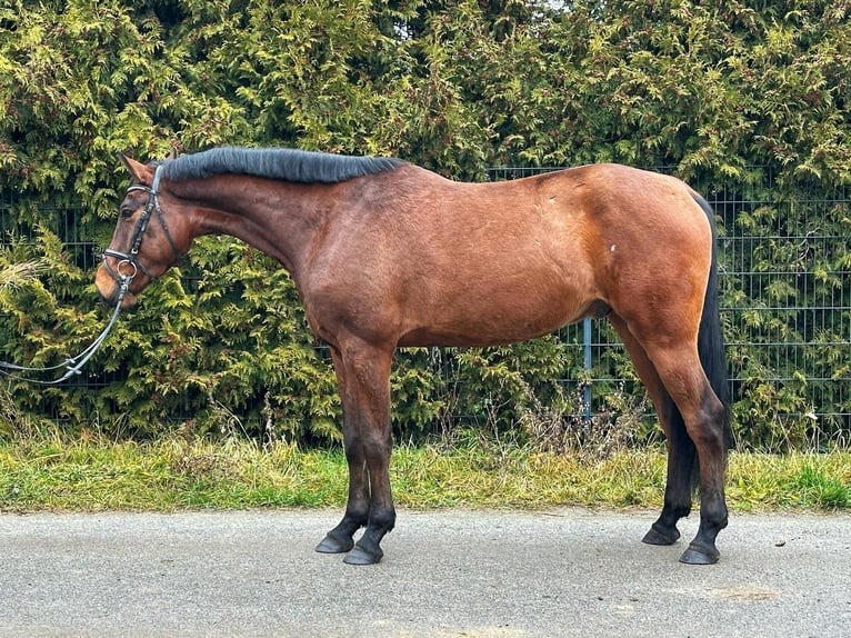 Cheval de sport allemand Hongre 5 Ans 168 cm Bai in Biehlen