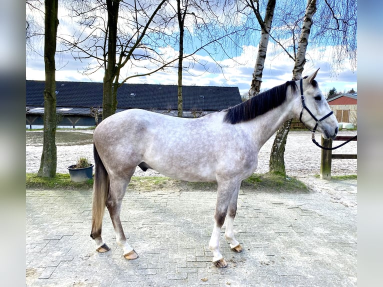 Cheval de sport allemand Hongre 5 Ans 168 cm Gris in Bremen