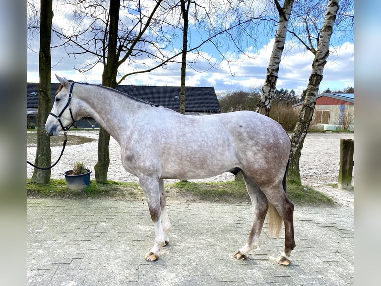 Cheval de sport allemand Hongre 5 Ans 168 cm Gris in Bremen