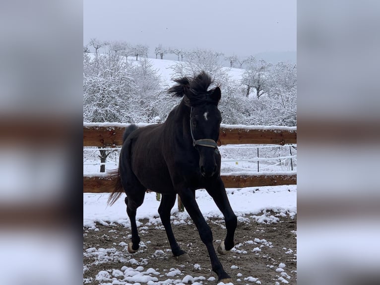 Cheval de sport allemand Hongre 5 Ans 168 cm Noir in Obersulm