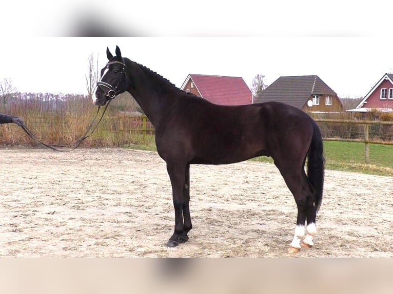 Cheval de sport allemand Hongre 5 Ans 168 cm Noir in Linau