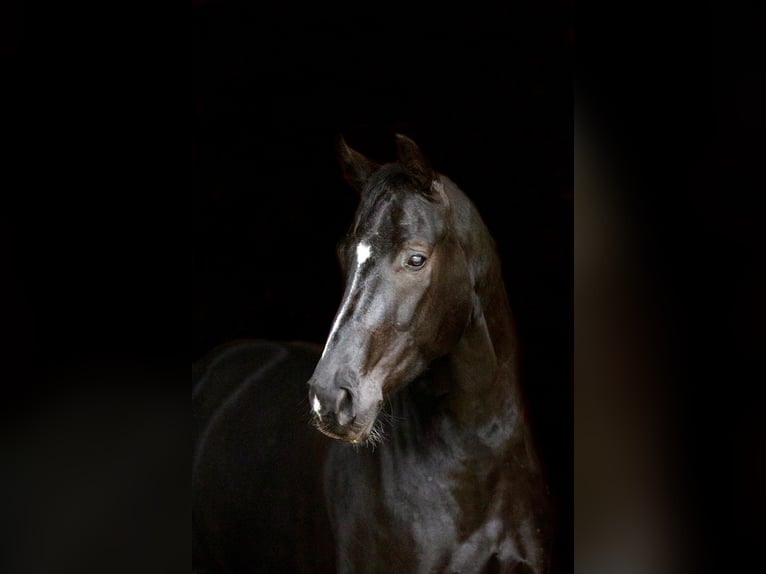 Cheval de sport allemand Hongre 5 Ans 168 cm Noir in Steinfeld