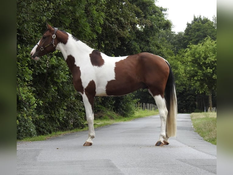 Cheval de sport allemand Hongre 5 Ans 168 cm Pinto in Verl