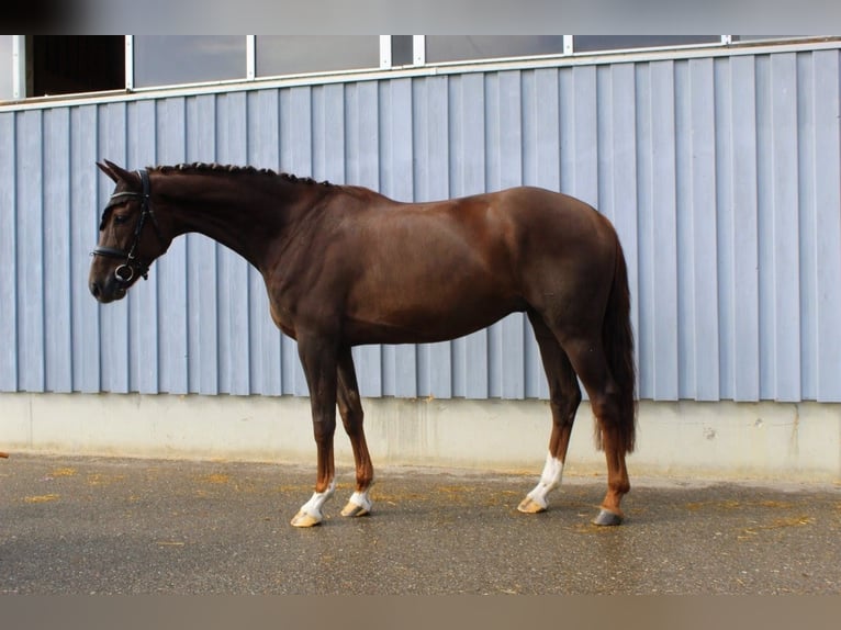Cheval de sport allemand Hongre 5 Ans 169 cm Alezan brûlé in Gerstetten