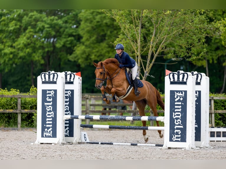 Cheval de sport allemand Hongre 5 Ans 169 cm Alezan in Goch