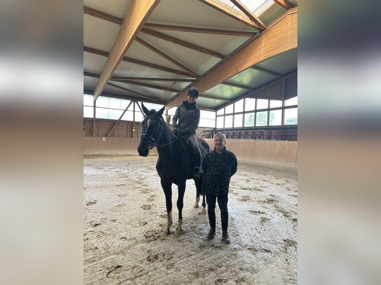 Cheval de sport allemand Hongre 5 Ans 169 cm Noir in Leipzig