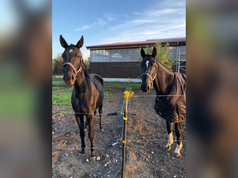 Cheval de sport allemand Hongre 5 Ans 169 cm Noir in Leipzig