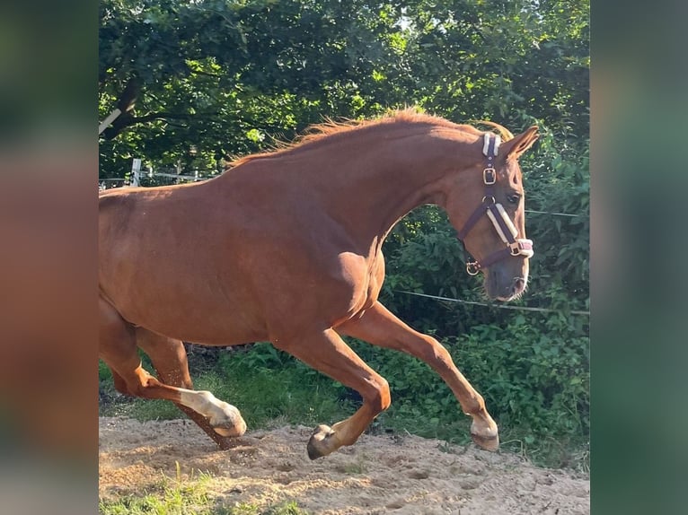 Cheval de sport allemand Hongre 5 Ans 170 cm Alezan in Bremerhaven
