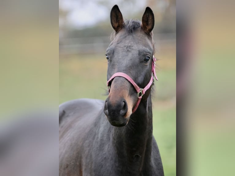 Cheval de sport allemand Hongre 5 Ans 170 cm Bai brun in Blekendorf