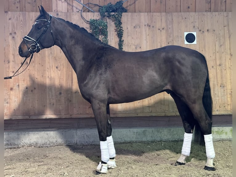 Cheval de sport allemand Hongre 5 Ans 170 cm Bai brun in Riedlingen