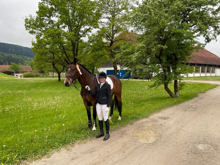 Cheval de sport allemand Hongre 5 Ans 170 cm Bai brun in Murnau