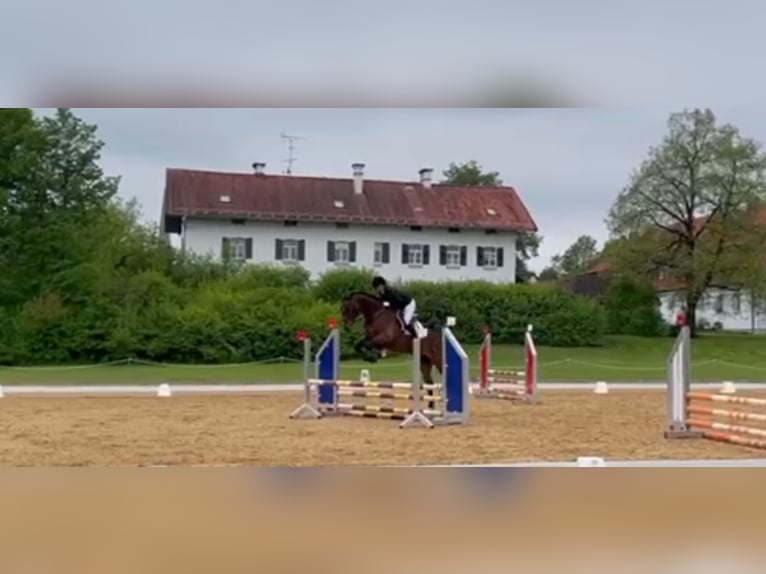 Cheval de sport allemand Hongre 5 Ans 170 cm Bai brun in Murnau
