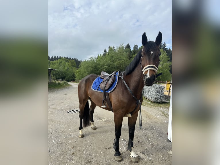 Cheval de sport allemand Hongre 5 Ans 170 cm Bai brun in Murnau